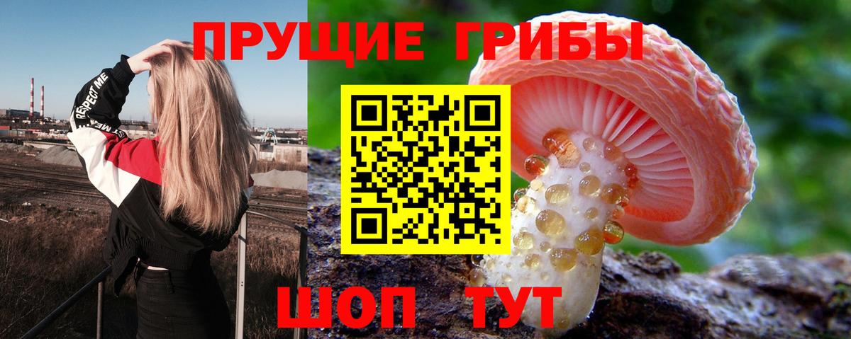 Малгобек  Псилоцибиновые грибы Cubensis  где можно купить наркотик  Вход с VPN 